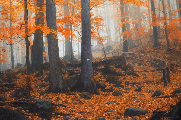 Sonbahar orman sahne — Stok fotoğraf