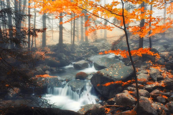 秋天流中的森林里有雾的日子 — 图库照片