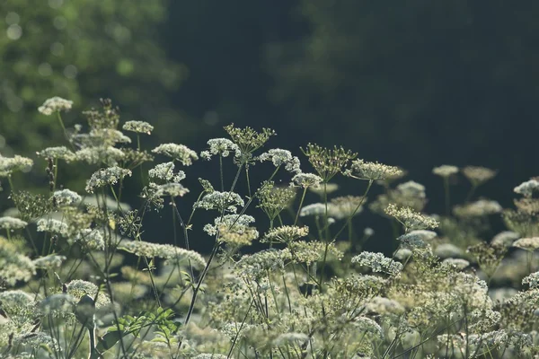 Bloeiende weide — Stockfoto