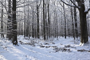 Kış Harikalar Diyarı