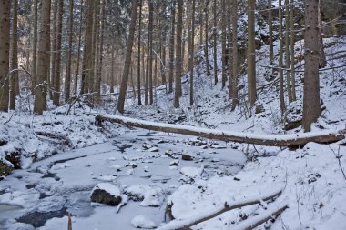 Kış Harikalar Diyarı