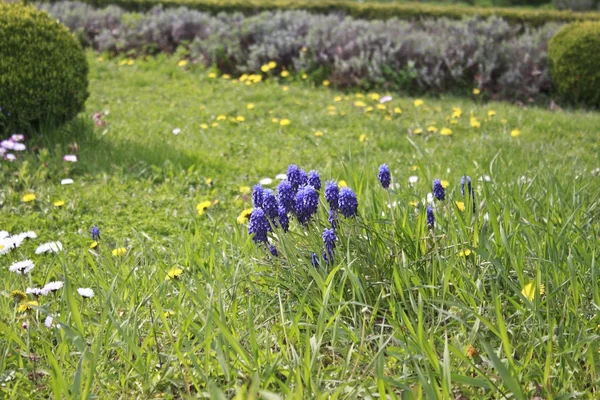 Frühlingsgarten — Stockfoto