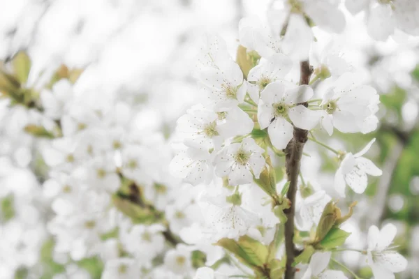 White apple flowers — Stock Photo, Image