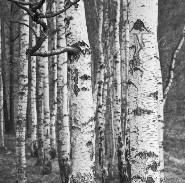 Foto vintage della foresta — Foto Stock