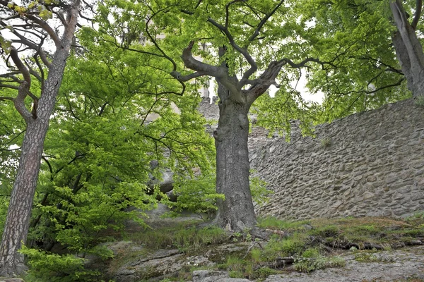 Medeltida slott chojnik i Polen — Stockfoto