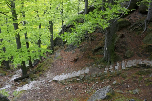 Lasu, w góry Chojnik, góry Karkonosze, Sudety — Zdjęcie stockowe