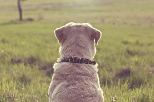 Labrador portret — Stockfoto