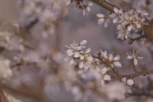 Beautiful flowering Japanese cherry — Stock Photo, Image