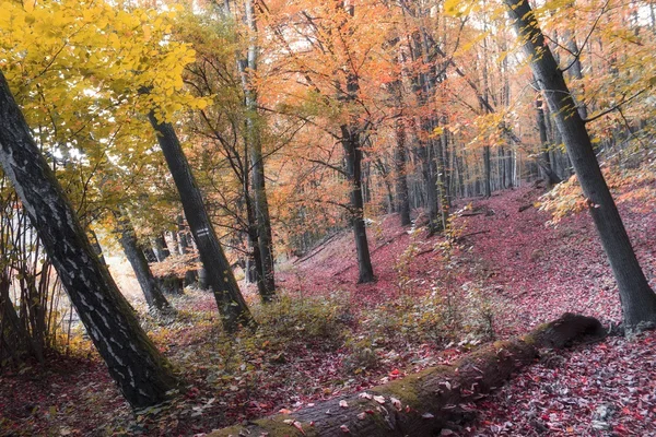 Jesienna scena parku — Zdjęcie stockowe