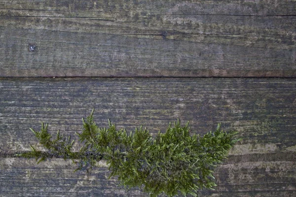 Wooden plank background with moss — Stock Photo, Image