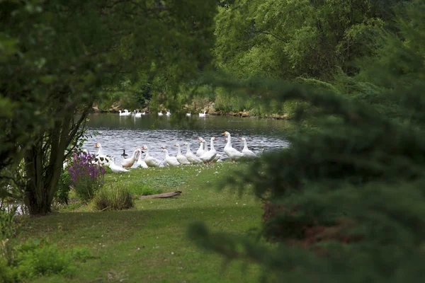 Wild geese in a park — Stock Photo, Image