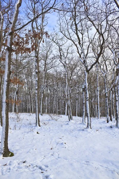 Vinterskog — Stockfoto