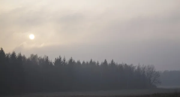 Forêt pouilleuse — Photo