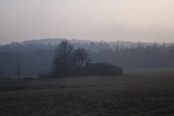 Foresta paludosa — Foto Stock