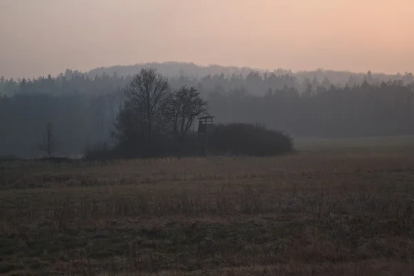 Foresta paludosa — Foto Stock