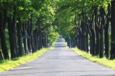 güzel yolun ortasında güzel ağaçlar