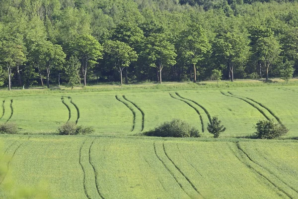 Kaunis maisema pelloilla ja kukkuloilla — kuvapankkivalokuva