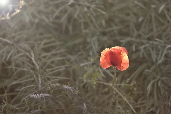 Champ de coquelicots — Photo