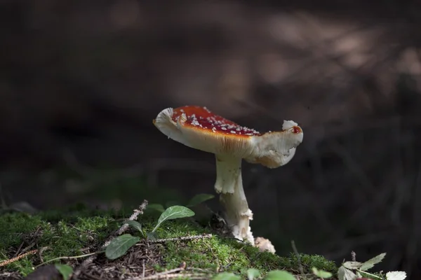 Несъедобные грибы — стоковое фото
