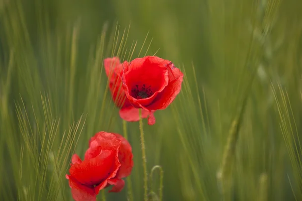 Campo di papaveri — Foto Stock