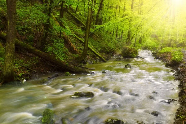 Spring forest creek — Stock Photo, Image