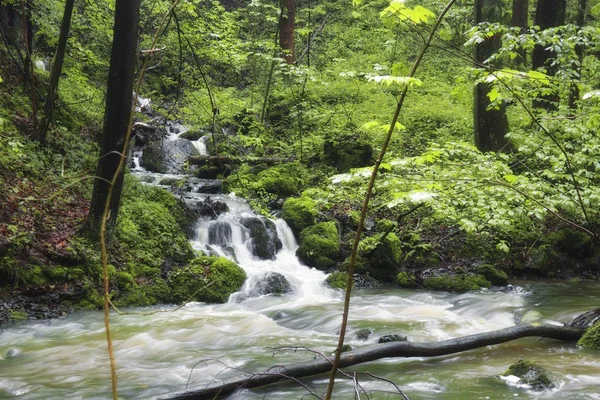 Sungai hutan musim semi — Stok Foto