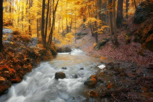 Höstens ström i skogen i solig dag — Stockfoto