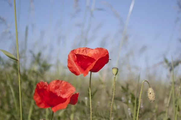 Fiori di papavero — Foto Stock