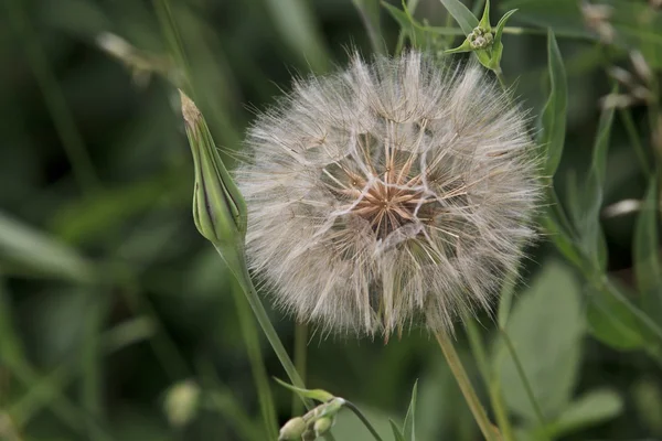 Plants dandelions — Stock Photo, Image