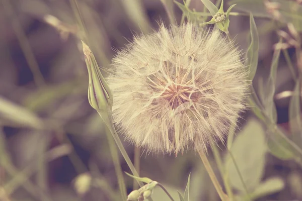 Plants dandelions — Stock Photo, Image