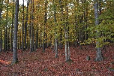 sonbahar park sahnesi