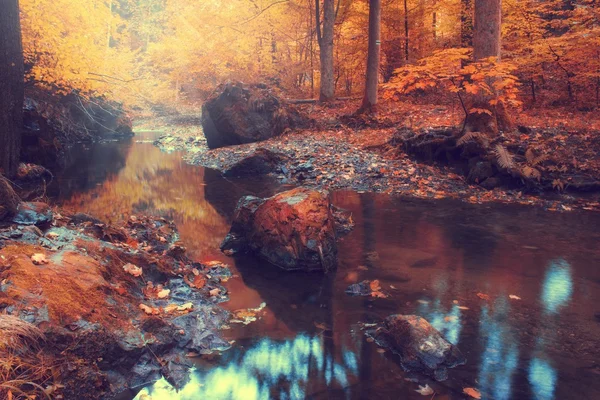 Flusso autunnale nella foresta nella giornata di sole — Foto Stock