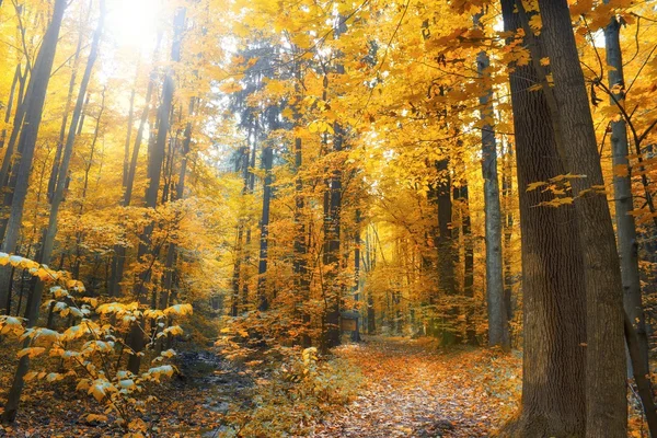 Flusso autunnale nella foresta nella giornata di sole — Foto Stock