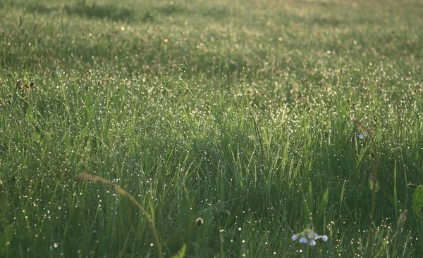 Großaufnahme von frischem dickem Gras — Stockfoto