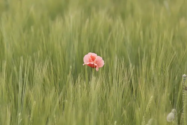 Campo di papaveri — Foto Stock