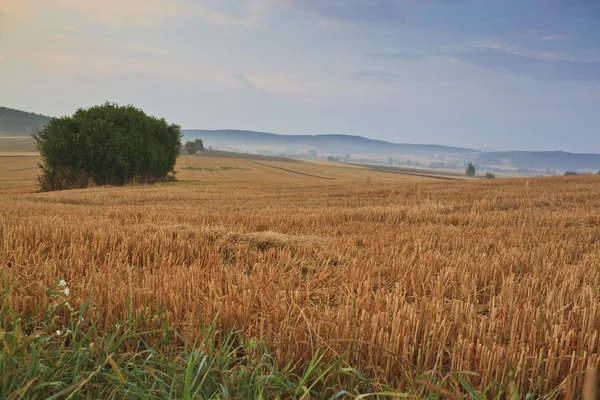 Beautiful sunrise over misty meadow — Stock Photo, Image