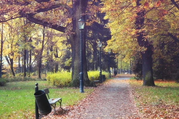 Autumn park scene - autumn forest - — Stock Photo, Image