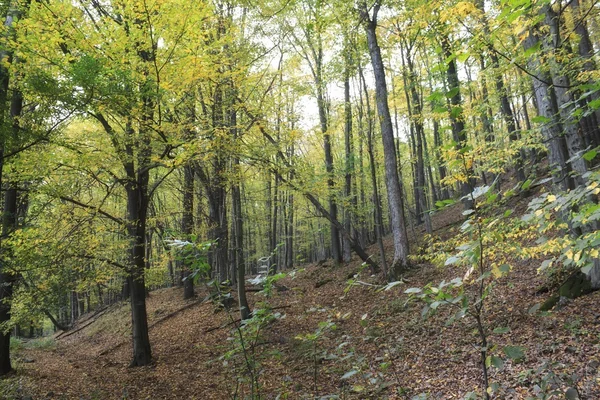 Hösten parkera scen - hösten skogen - — Stockfoto