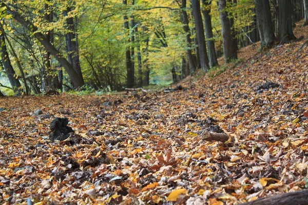 Na podzim zaparkovat scény - podzimní les - — Stock fotografie