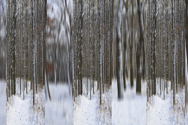ヴィンテージ冬の森山中 — ストック写真