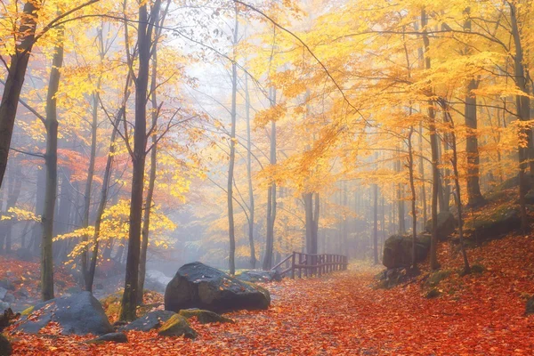 Autumn stream in the forest in sunny day — Stock Photo, Image