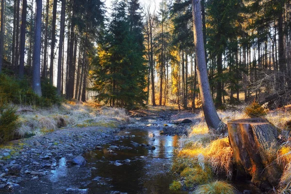 Strumień jesień w lesie w słoneczny dzień — Zdjęcie stockowe