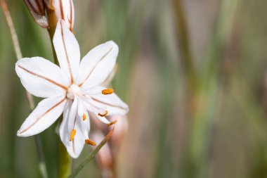 Resmin sol tarafında beyaz yabani çiçek ve metin için yer var. Yeşil arkaplan ve doğal ışık ile yatay görüntü.