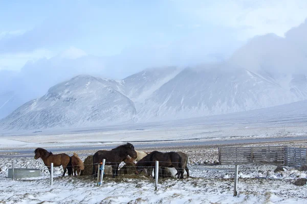 冬のアイスランドの馬の群れ — ストック写真