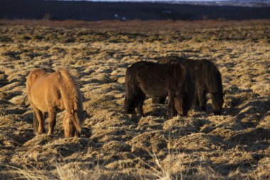 İzlandalı atlar sürüsü portresi