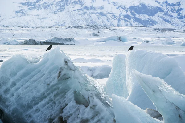 Raven zitten op een ijsblok op Jokulsarlon, IJsland — Stockfoto