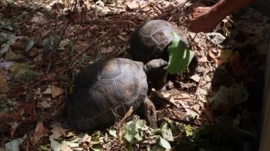 İki 4 yaşında dev kaplumbağa Curieuse Adası üreme istasyonunda, Seyşel Adaları