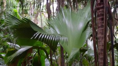 Palmiye orman Vallee de Mai, Seyşeller, tabiatı