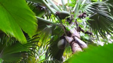 Coco de Mer palmiye ağacı