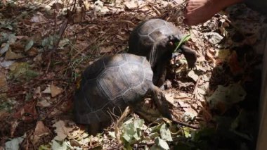 Curieuse Island, Seyşel Adaları, iki 4 yaşında dev kaplumbağa